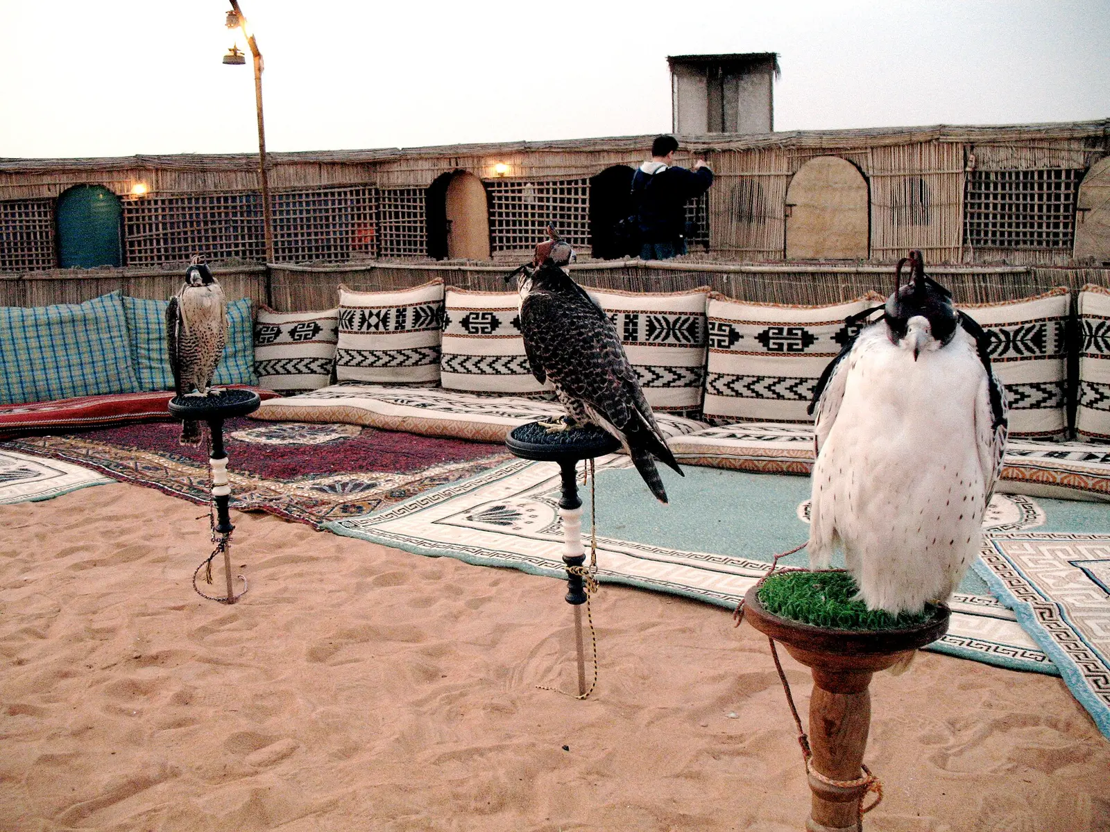 Falconry in the UAE: History, Culture and What an Experience Involves Falconry in the UAE: History, Culture and What an Experience Involves